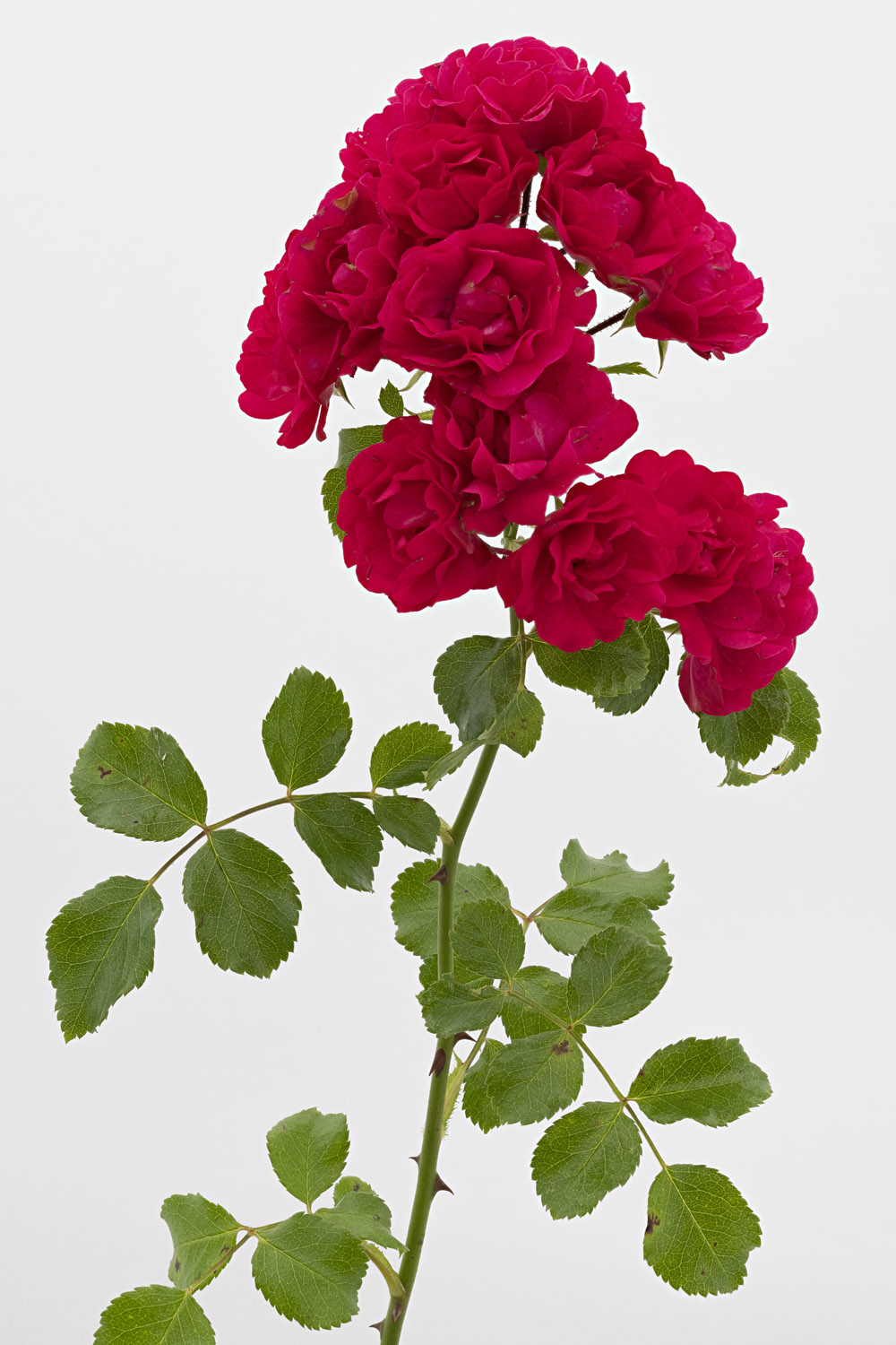 Jardin de Bagatelle #pierrejosephredout&eacute;